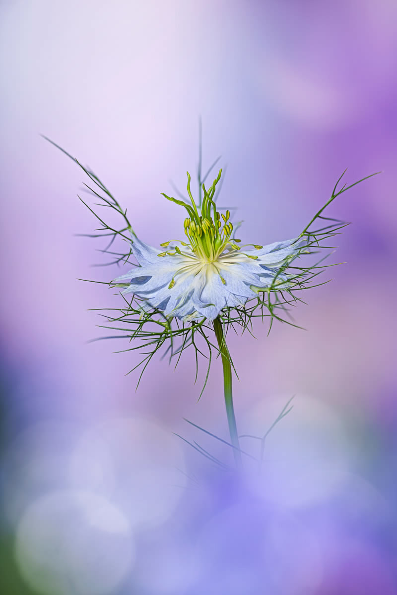 Beauty Of Plants Garden Photographer Of The Year