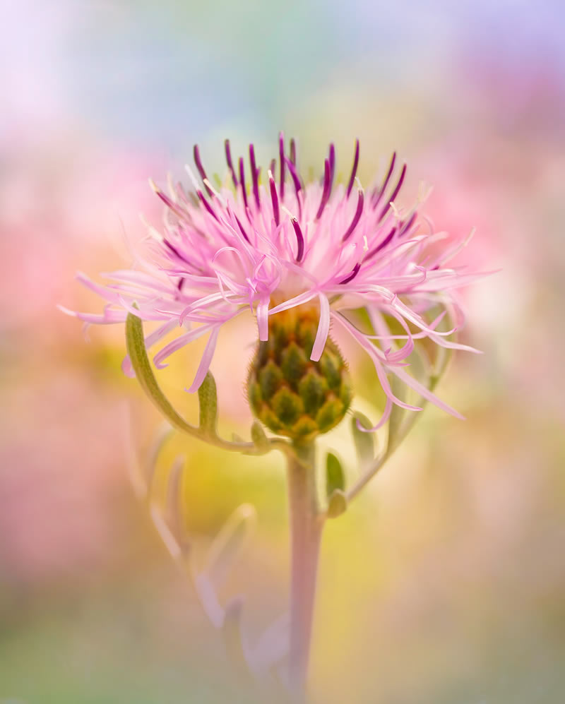 Beauty Of Plants Garden Photographer Of The Year