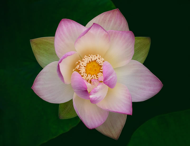 Beauty Of Plants Garden Photographer Of The Year