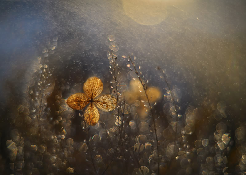 Beauty Of Plants Garden Photographer Of The Year