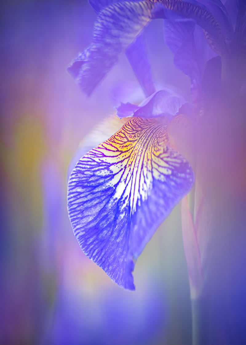 Beauty Of Plants Garden Photographer Of The Year