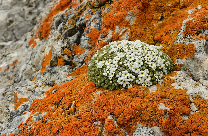 Beauty Of Plants Garden Photographer Of The Year