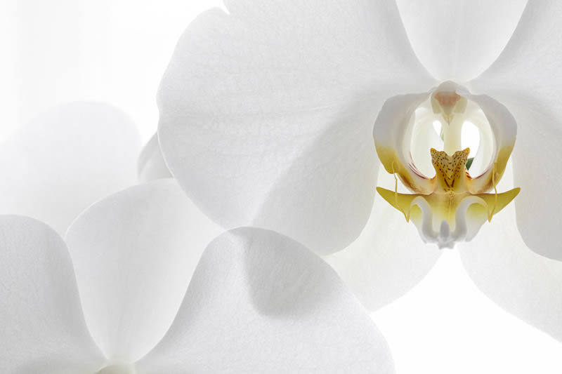 Beauty Of Plants Garden Photographer Of The Year