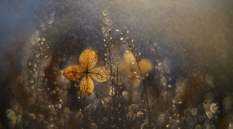 Beauty Of Plants Garden Photographer Of The Year