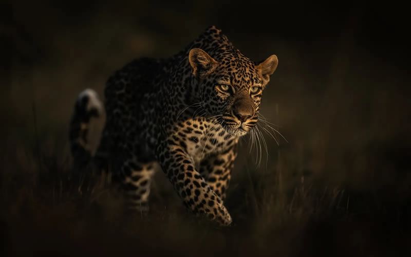 Wildlife British Photography Awards Winners