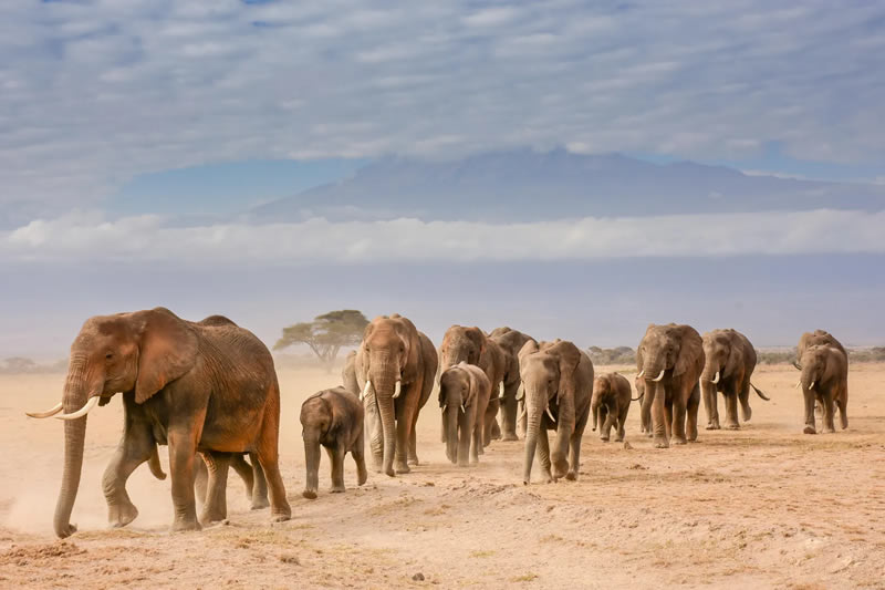 Wildlife British Photography Awards Winners