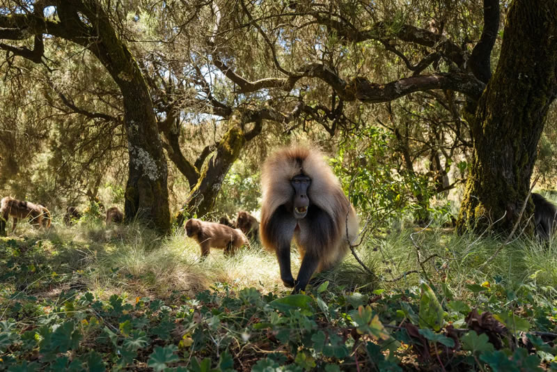 Wildlife British Photography Awards Winners