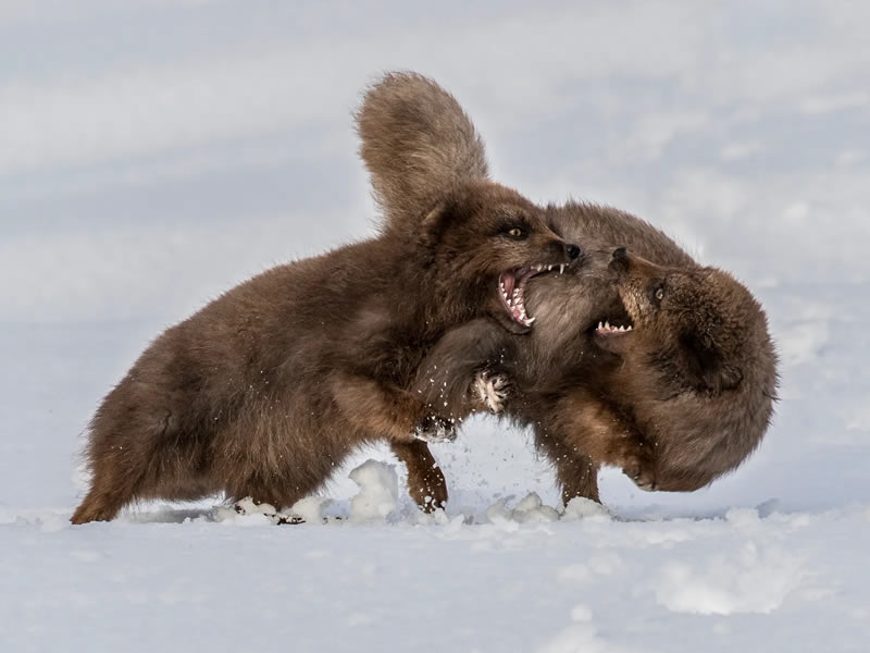 Wildlife British Photography Awards Winners