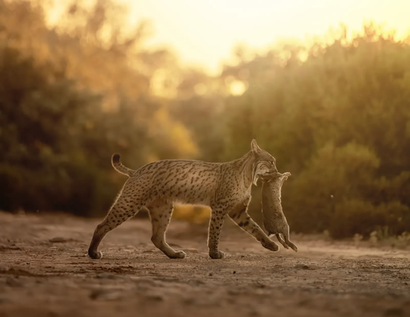 Wildlife British Photography Awards Winners