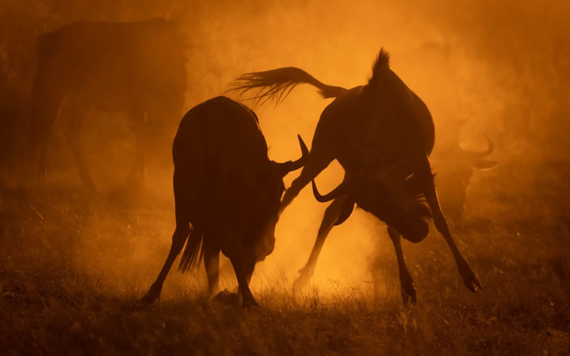 Wildlife British Photography Awards Winners