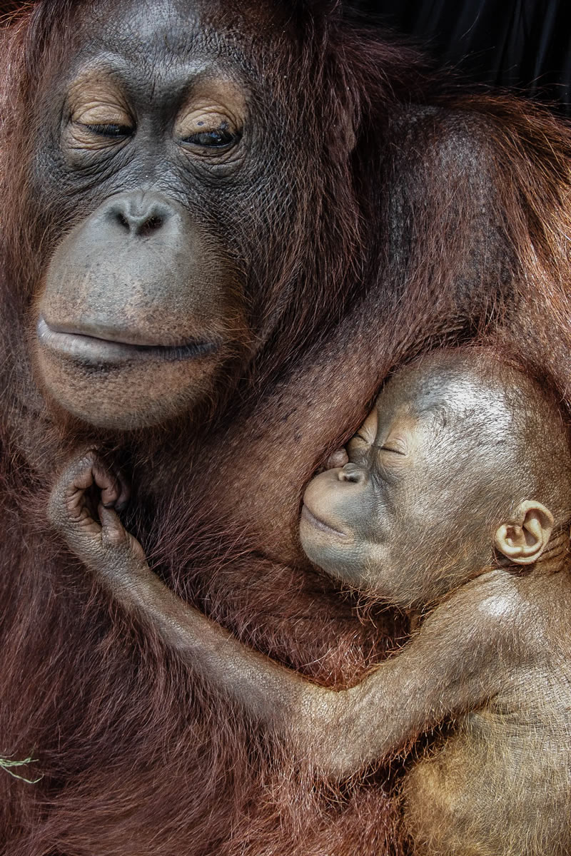 Wildlife British Photography Awards Winners