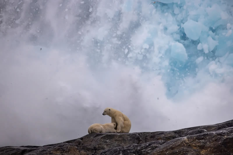 Wildlife British Photography Awards Winners