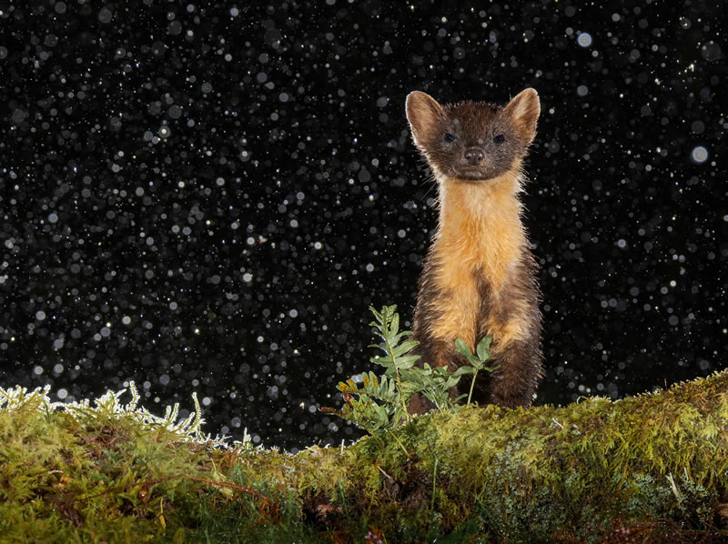 Wildlife British Photography Awards Winners