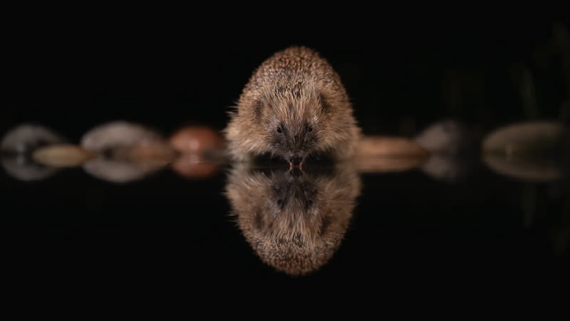 Wildlife British Photography Awards Winners