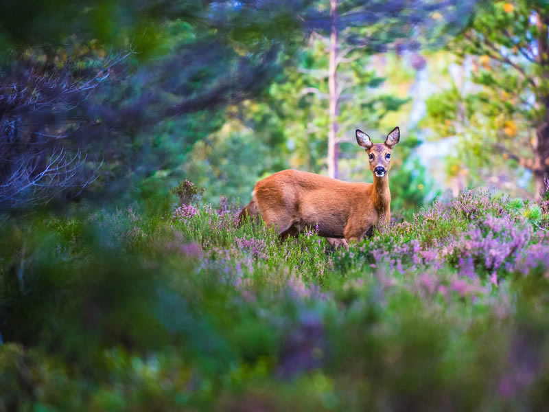 Wildlife British Photography Awards Winners