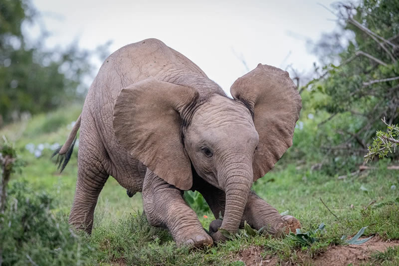 Wildlife British Photography Awards Winners