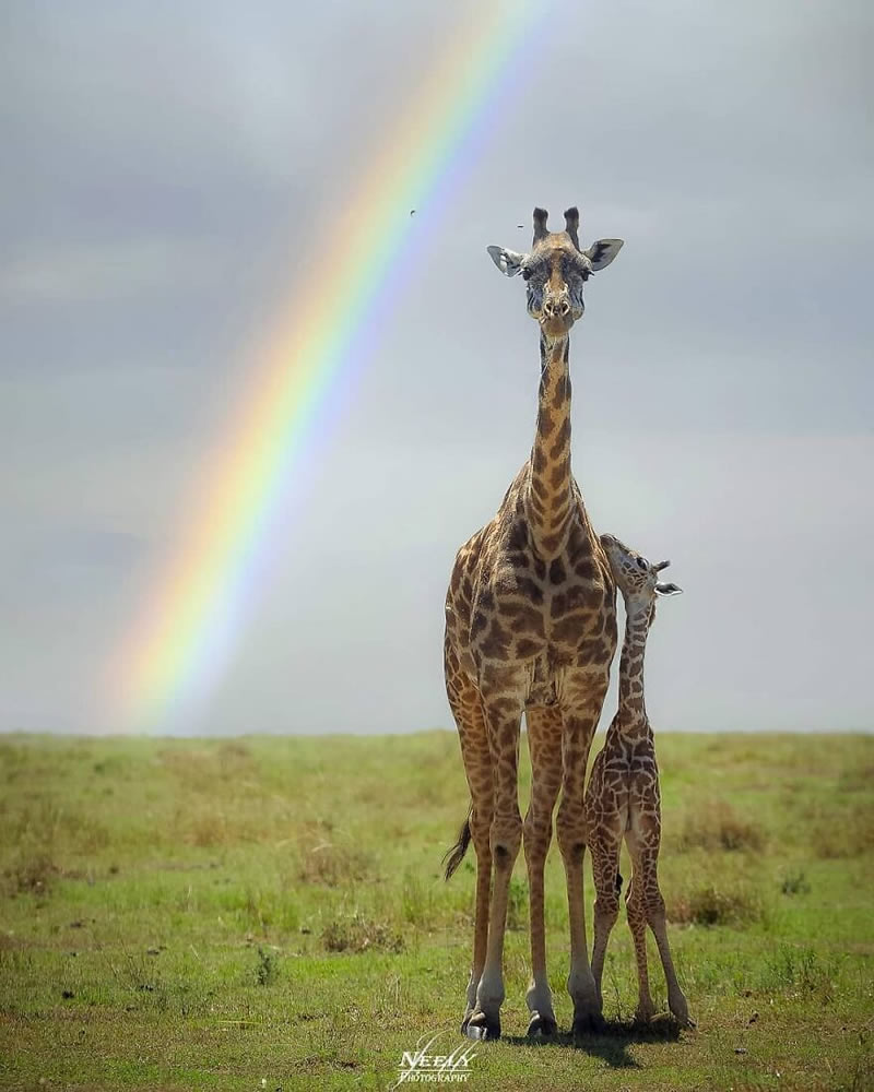 Exceptional Wildlife Life Photography By Joe Neely