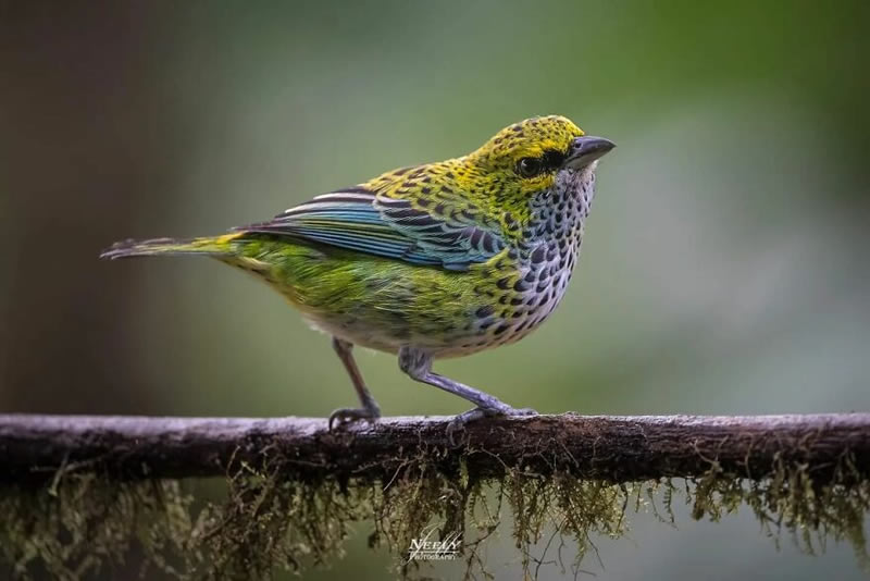 Exceptional Wildlife Life Photography By Joe Neely