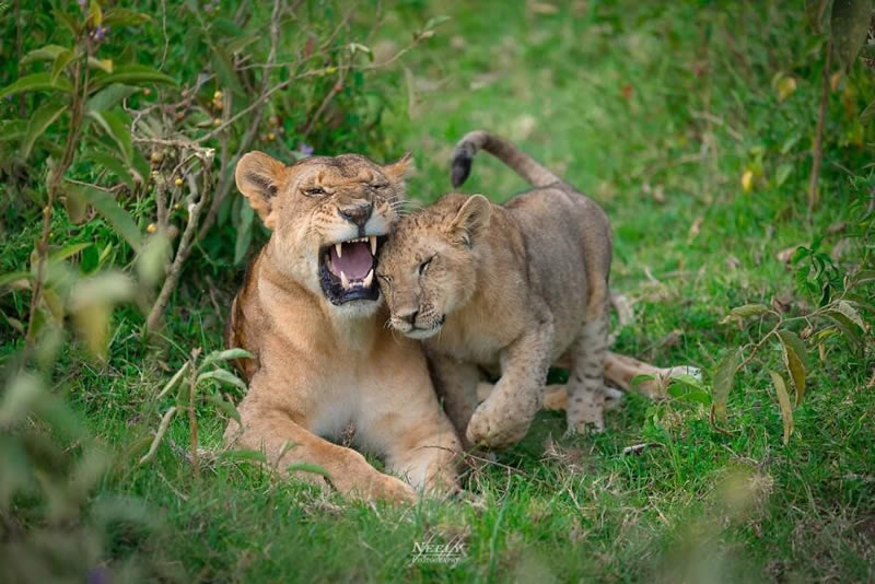 Exceptional Wildlife Life Photography By Joe Neely