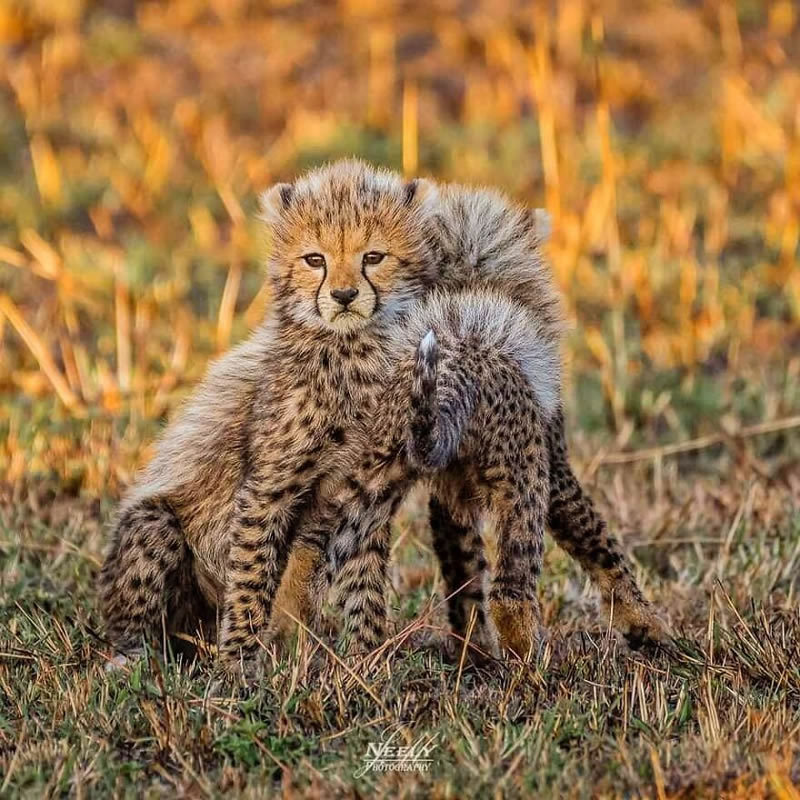 Exceptional Wildlife Life Photography By Joe Neely