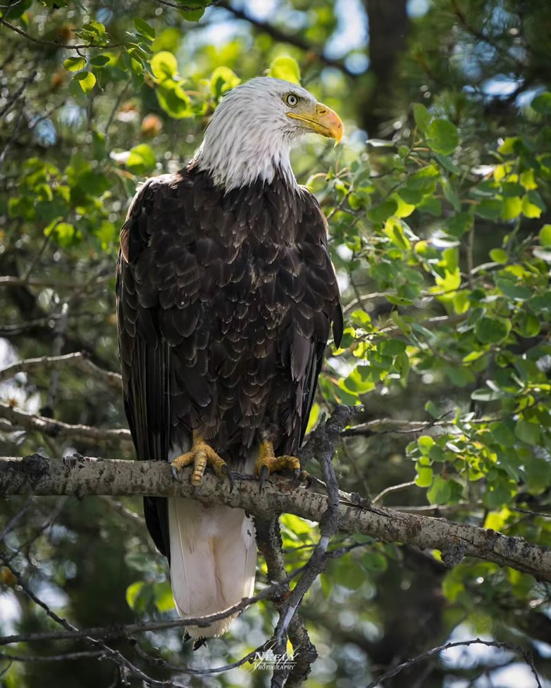 Exceptional Wildlife Life Photography By Joe Neely