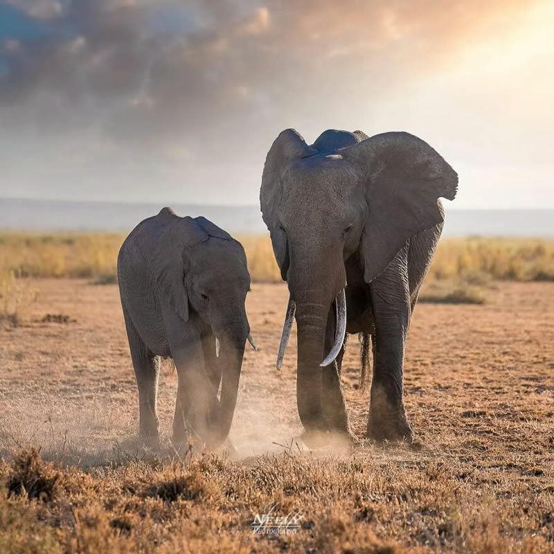 Exceptional Wildlife Life Photography By Joe Neely