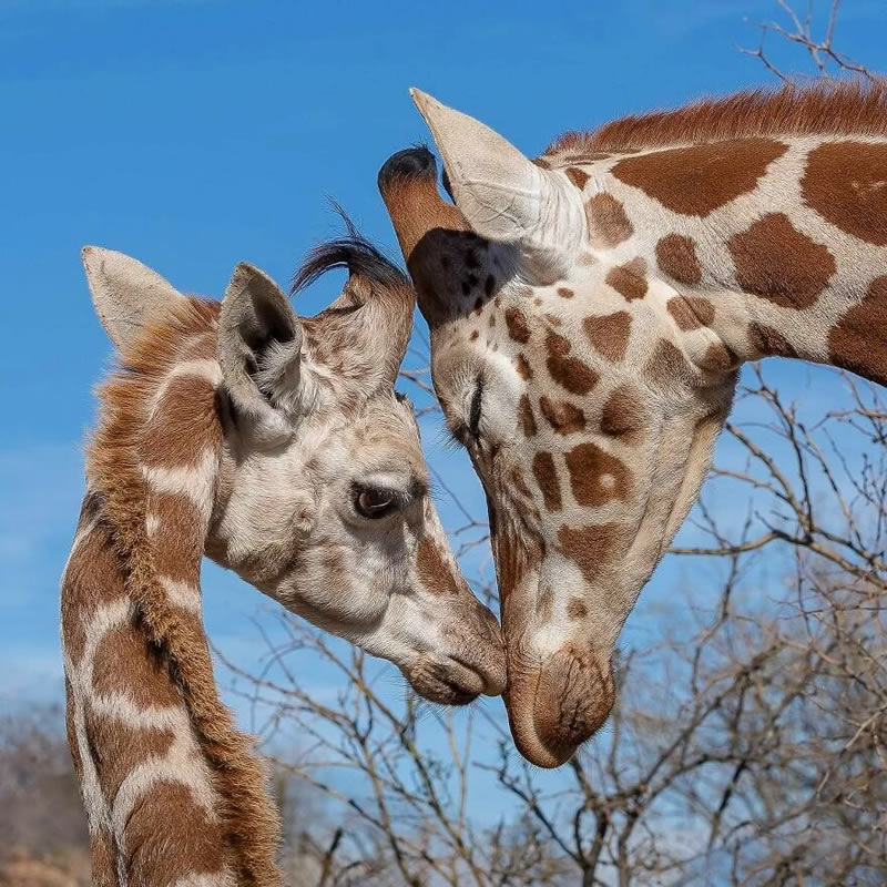 Exceptional Wildlife Life Photography By Joe Neely