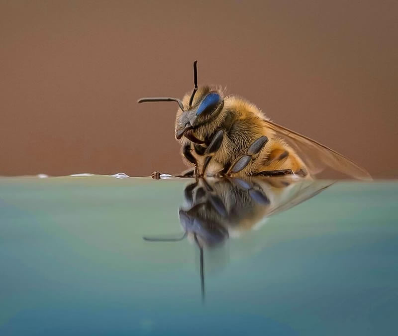 Exceptional Wildlife Life Photography By Joe Neely