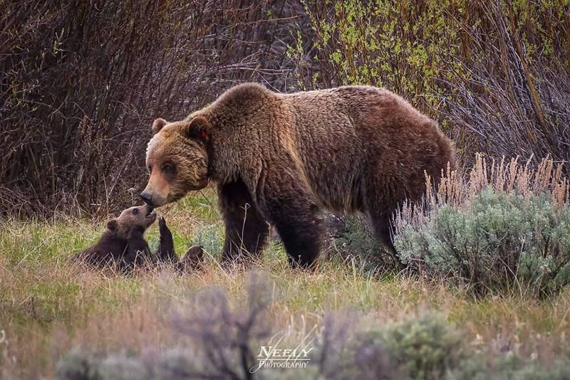 Exceptional Wildlife Life Photography By Joe Neely