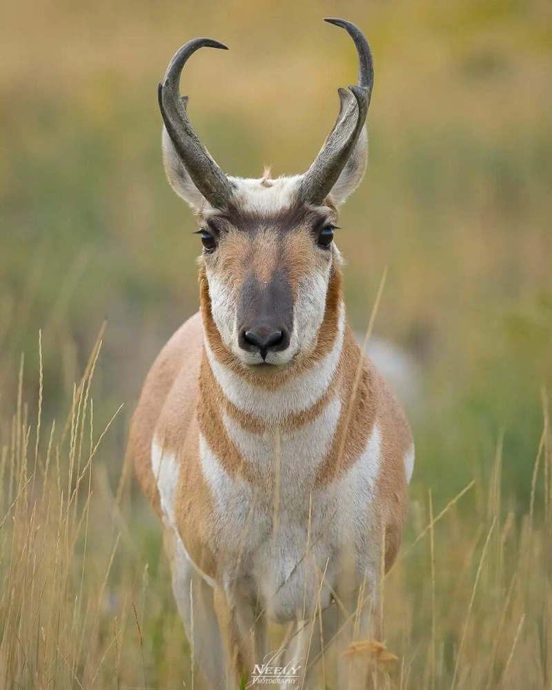 Exceptional Wildlife Life Photography By Joe Neely