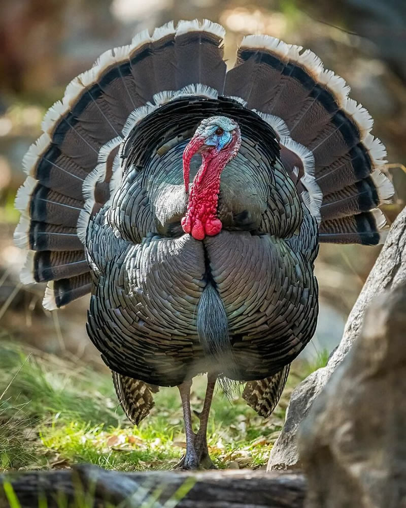 Exceptional Wildlife Life Photography By Joe Neely