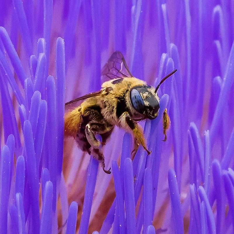 Exceptional Wildlife Life Photography By Joe Neely