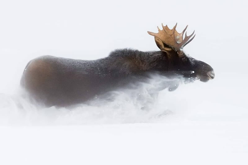 Exceptional Wildlife Life Photography By Joe Neely