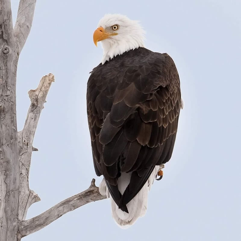 Exceptional Wildlife Life Photography By Joe Neely