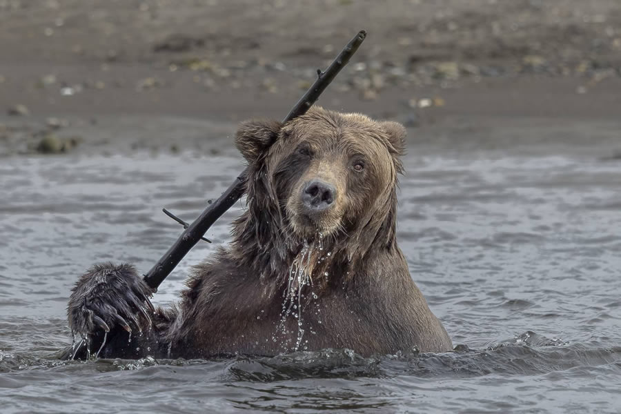 2024 Best Award Winning Wildlife Photography