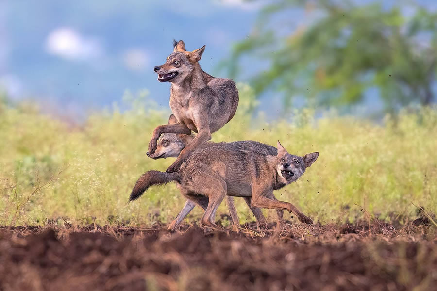 2024 Best Award Winning Wildlife Photography