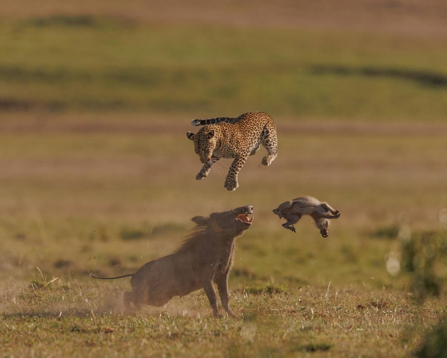 Wildlife-Winning Photos From The 35 Photography Awards