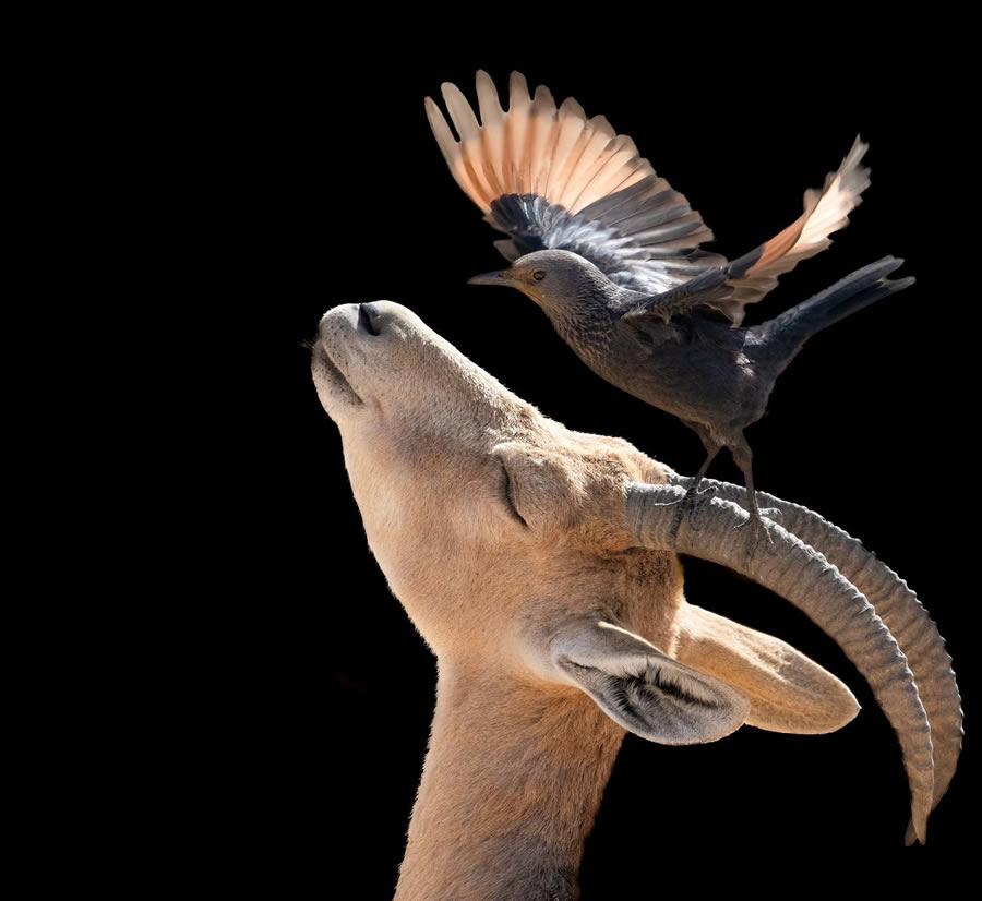 Wildlife-Winning Photos From The 35 Photography Awards