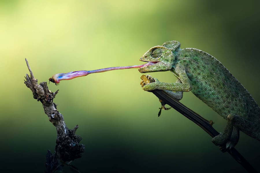 Wildlife-Winning Photos From The 35 Photography Awards