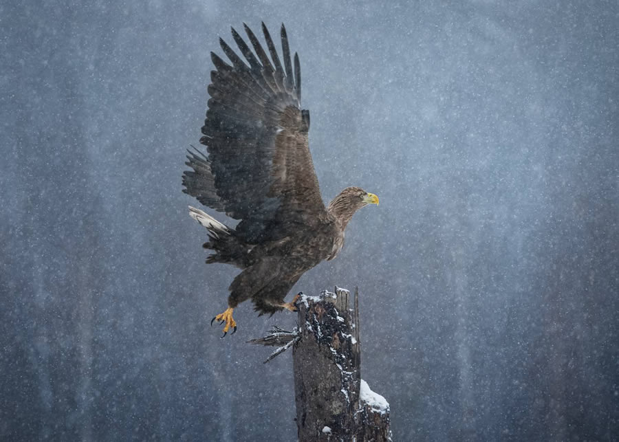 Wildlife-Winning Photos From The 35 Photography Awards