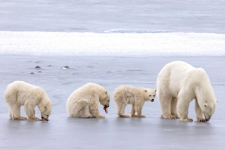 Wildlife-Winning Photos From The 35 Photography Awards