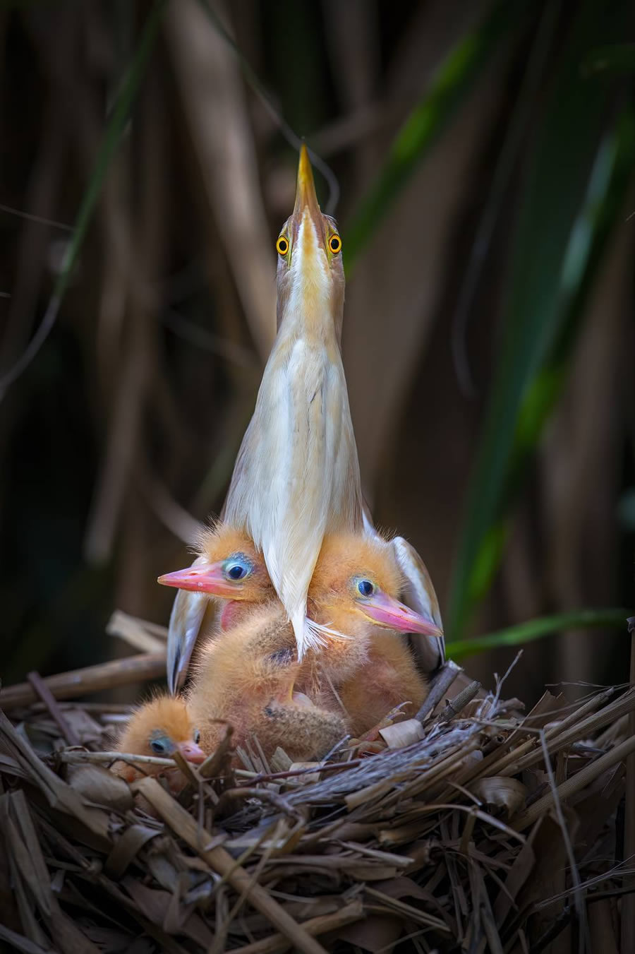 Wildlife-Winning Photos From The 35 Photography Awards