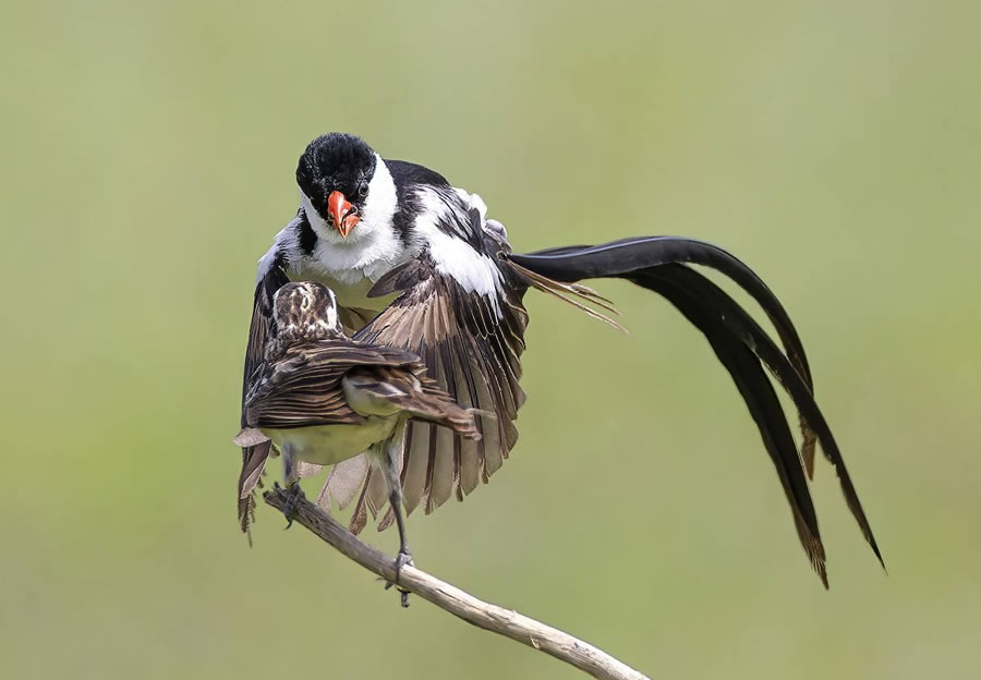 Wildlife-Winning Photos From The 35 Photography Awards