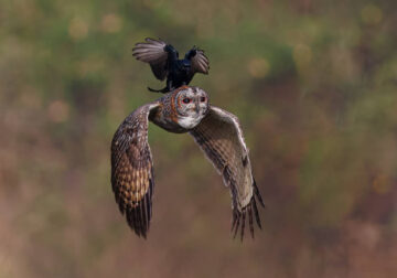 Wildlife-Winning Photos From The 35 Photography Awards