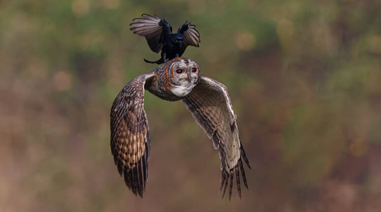 Wildlife-Winning Photos From The 35 Photography Awards