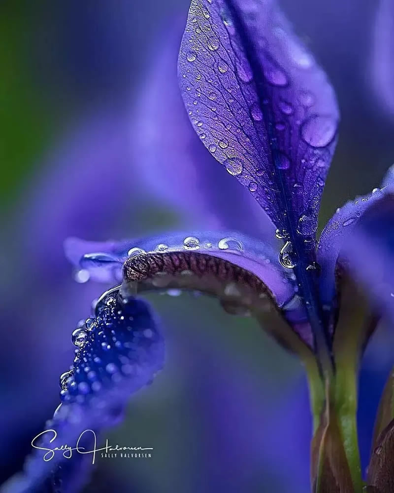 Beauitful Macro Photography