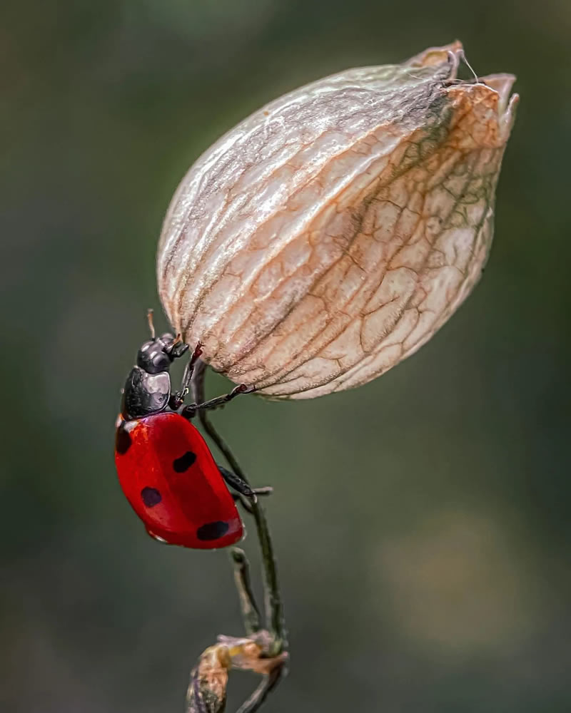 Beauitful Macro Photography