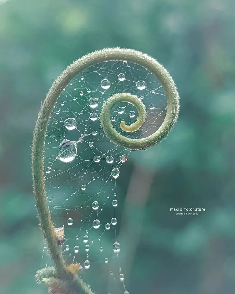 Beauitful Macro Photography