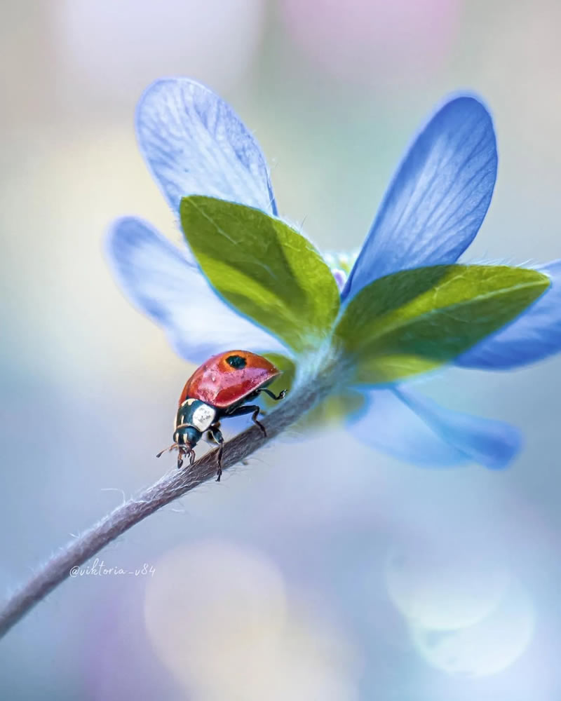 Beauitful Macro Photography