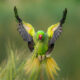 Ramesh Karmakar Captures Beautiful Bird Photos In Indian Forests